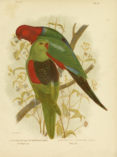 Red-Winged Lori Or Red-Winged Parrot von Gracius Broinowski