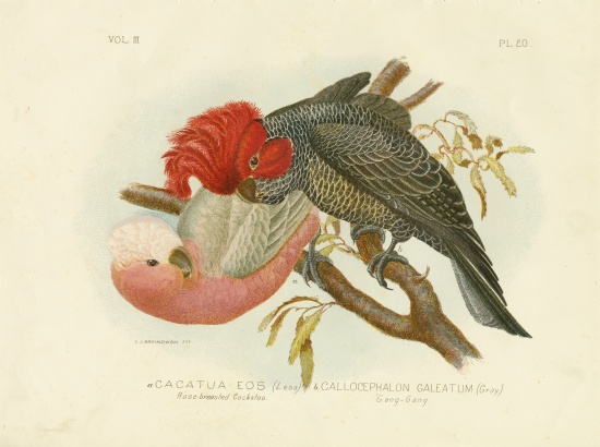 Rose-Breasted Cockatoo von Gracius Broinowski
