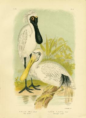 Royal Spoonbill 1891