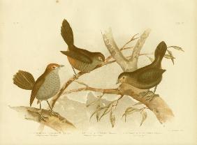 Rufescent Scrub-Bird 1891