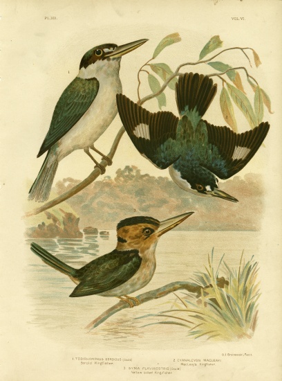 Sardid Kingfisher von Gracius Broinowski