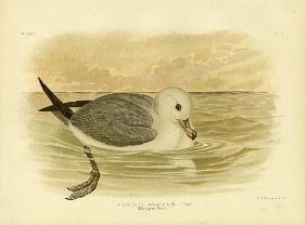 Silvery-Grey Petrel 1891