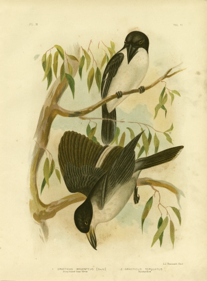 Silverys-Backed Crow-Shrike Or Silver-Backed Butcherbird von Gracius Broinowski