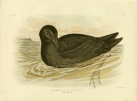 Sooty Albatross 1891