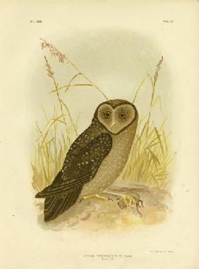 Sooty Owl 1891