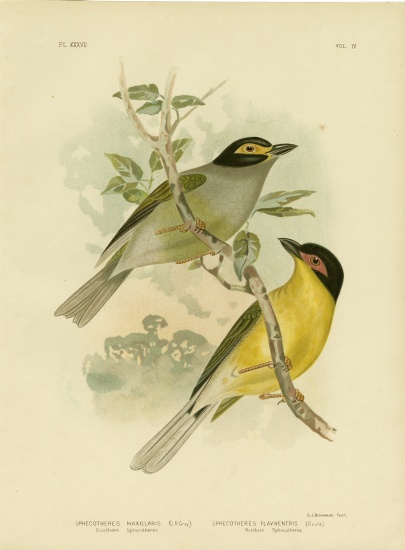 Southern Sphecotheres Or Australasian Figbird von Gracius Broinowski