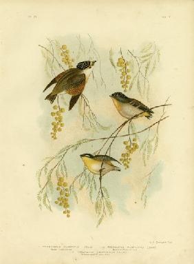 Spotted Diamondbird Or Spotted Pardalote 1891
