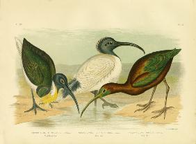 Straw-Necked Ibis 1891