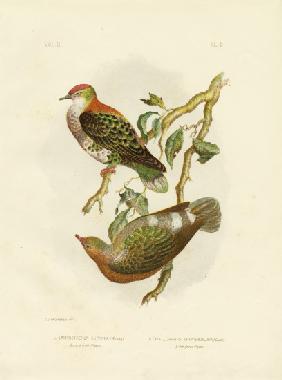Superb Fruit Pigeon 1891
