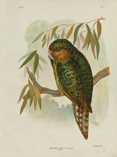 Kakapo 1891