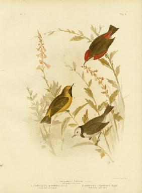 Tricolored Ephthianura 1891