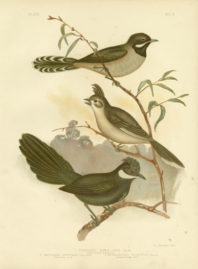 Western Whipbird von Gracius Broinowski