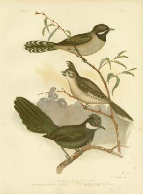 Western Whipbird 1891