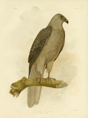 Whistling Eagle Or Whistling Kite 1891