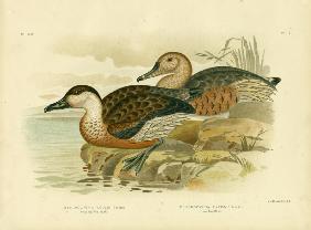 Whistling Tree Duck Or Wandering Whistling-Duck 1891