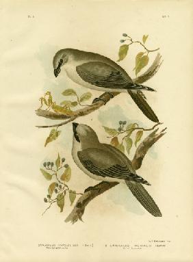 White-Bellied Cuckoo-Shrike 1891