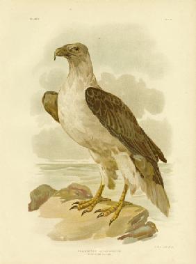 White-Bellied Sea Eagle 1891