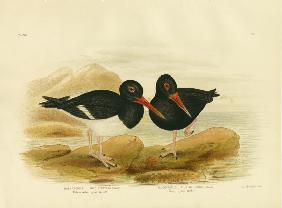 White-Breasted Oystercatcher 1891