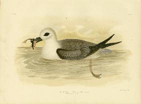 White-Headed Petrel 1891