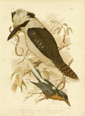 White-Tailed Kingfisher 1891