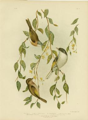 White-Throated Honeyeater 1891
