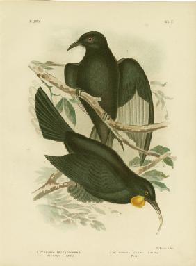 White-Winged Corcorax 1891