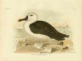 Yellow-Nosed Albatross 1891