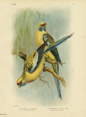 Yellow-Rumped Parakeet Or Yellow Rosella 1891
