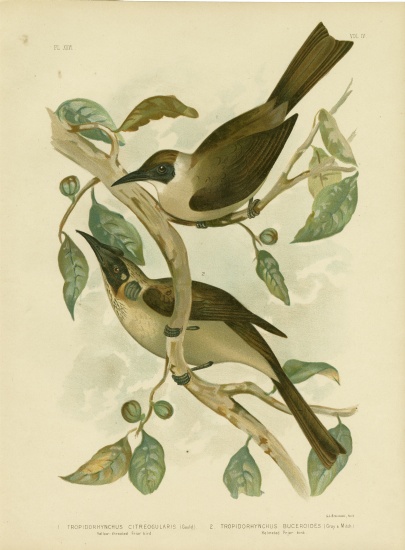 Yellow-Throated Friarbird Or Little Friarbird von Gracius Broinowski