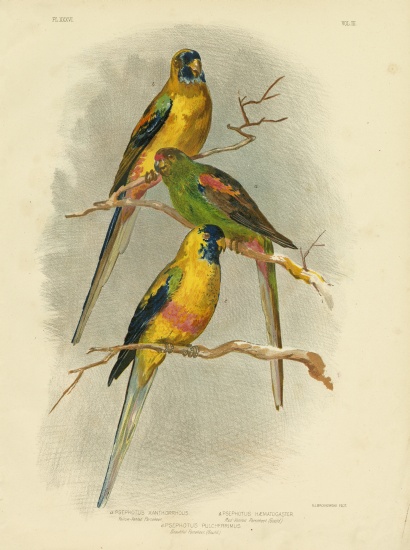 Yellow-Vented Parakeet von Gracius Broinowski