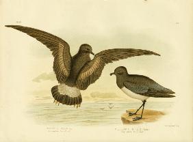 Yellow-Webbed Storm Petrel 1891