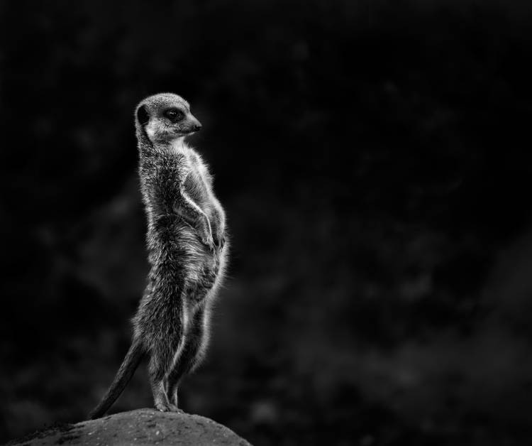The meerkat von Greetje Van Son