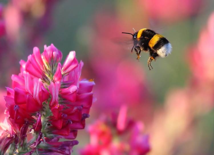 Bumble Bee von Guido Frazzini
