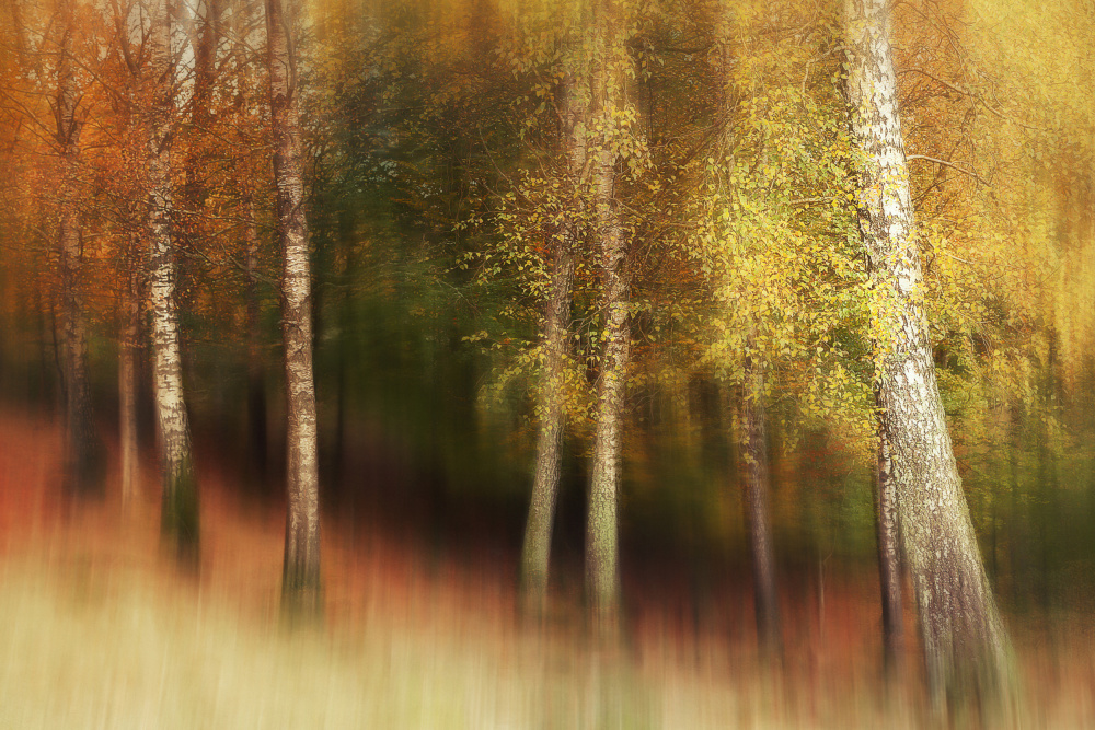 Herbstfarben von Gustav Davidsson