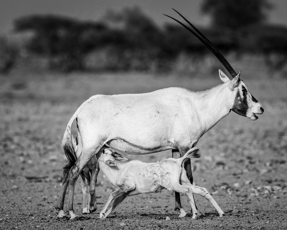 Arabische Oryx von Haitham AL Farsi