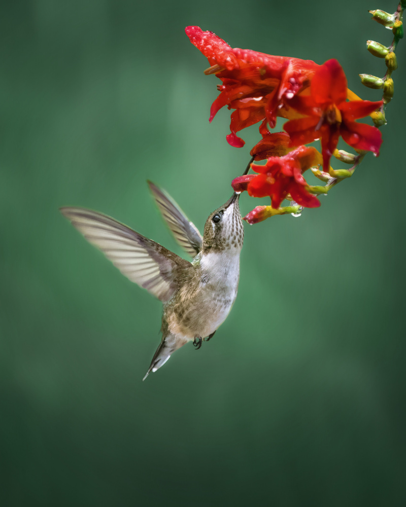 Kolibri von Hannah Zhang