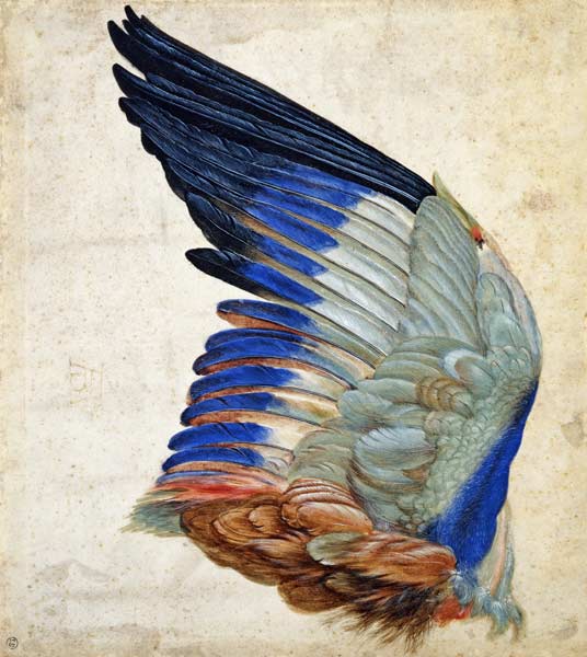 Wing of a Blue Roller von Hans Hoffmann