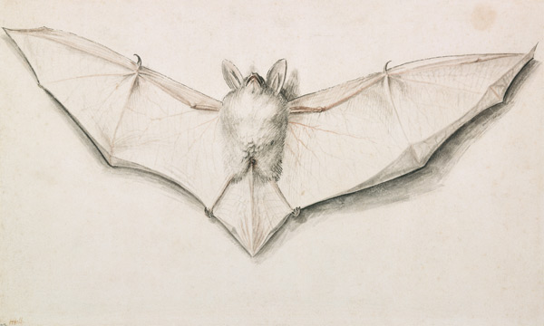 Fledermaus mit ausgespannten Flügeln von Hans Holbein der Jüngere