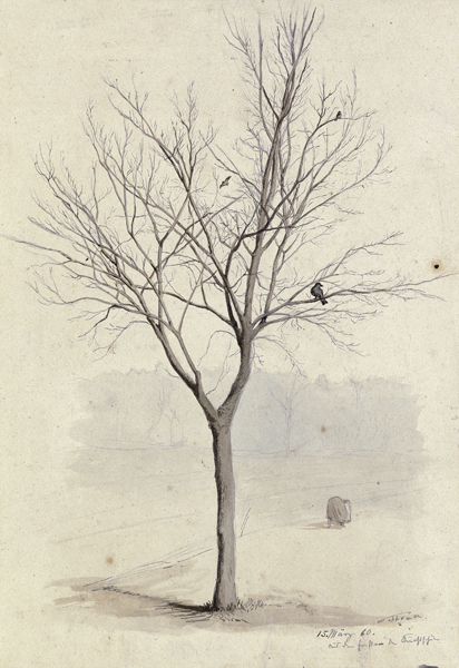 Kahler Baum mit Vögeln von Hans Thoma