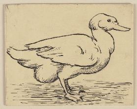 Zeichnung zur Fibel: Ente