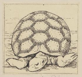 Zeichnung zur Fibel: Schildkröte
