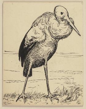 Zeichnung zur Fibel: Storch
