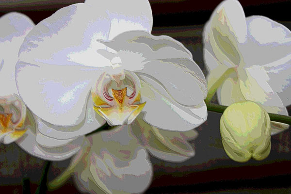 Orchidee 0047 von Harald Albrecht