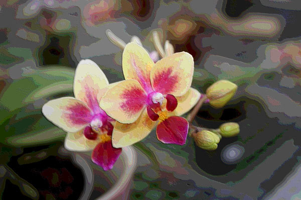 Orchidee 0048 von Harald Albrecht