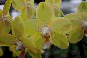 Orchidee 0044