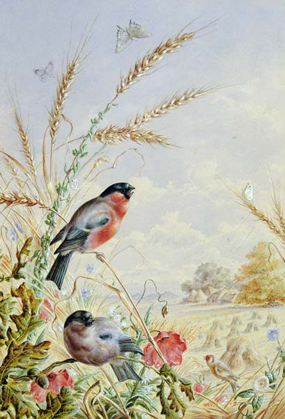 Bullfinches in a harvest field von Harry Bright