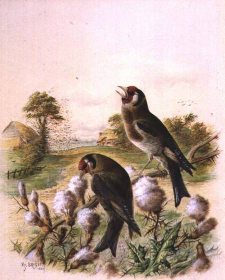 Goldfinches on thistles von Harry Bright