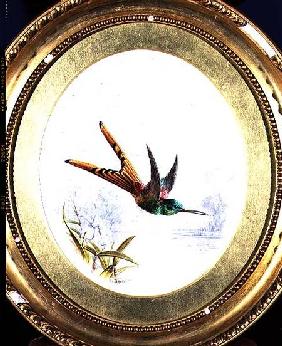 Sappho Cornel, hummingbird 1884