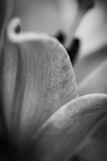 Schwarz-weiße abstrakte Blume