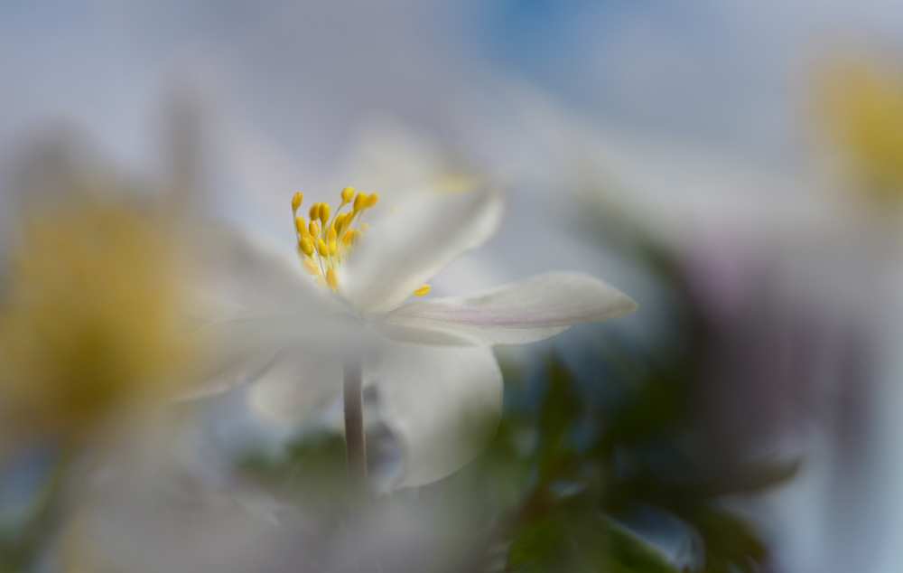 Anemone nemorosa von Heidi Westum